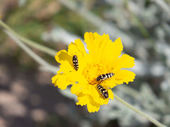 Acmaeodera alicia