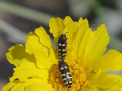 Acmaeodera alicia