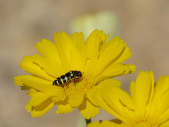 Acmaeodera alicia