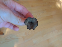 Craterellus cornucopioides