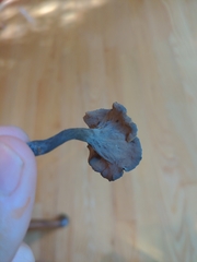 Craterellus cornucopioides
