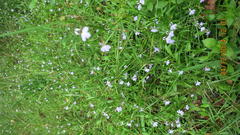 Lobelia anceps