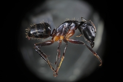 Camponotus barbaricus