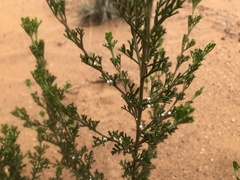 Cyanothamnus occidentalis
