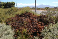 Serruria foeniculacea