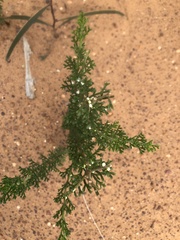 Cyanothamnus occidentalis