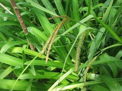 Carex aethiopica