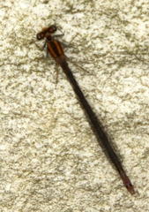 Pseudagrion furcigerum