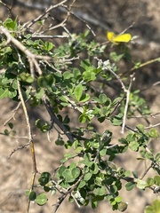 Crotalaria monteiroi var. monteiroi image