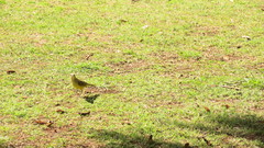 Machetornis rixosa
