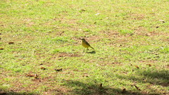 Machetornis rixosa