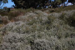 Plecostachys serpyllifolia