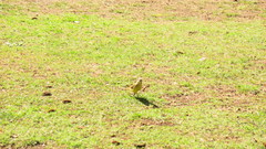Machetornis rixosa
