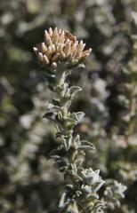 Plecostachys serpyllifolia