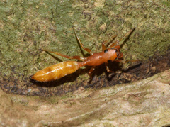 Myrmarachne ichneumon