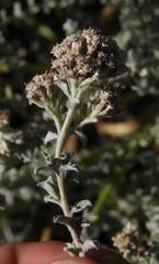 Plecostachys serpyllifolia