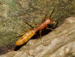 Myrmarachne ichneumon