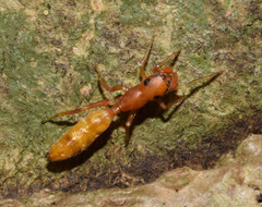 Myrmarachne ichneumon