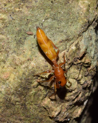 Myrmarachne ichneumon