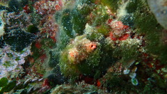 Pyuridae