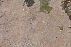Leptophytum ferox