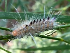 Pygarctia murina