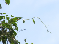 Muehlenbeckia tamnifolia