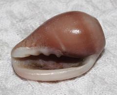 Marginella