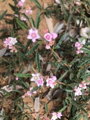 Androcalva pedleyi
