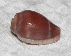 Marginella