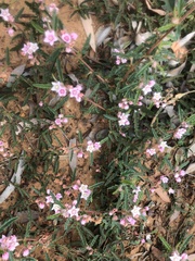 Androcalva pedleyi