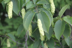 Carpinus cordata