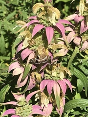 Hymeniini