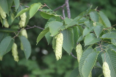 Carpinus cordata