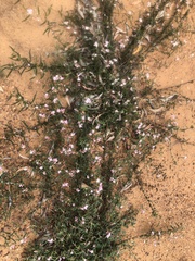 Androcalva pedleyi