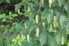 Carpinus cordata