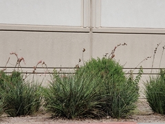 Hesperaloe parviflora