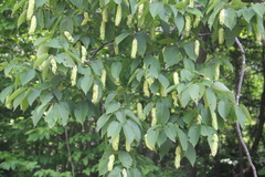 Carpinus cordata