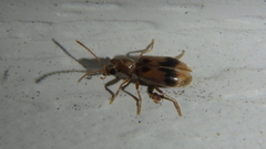 Notoxus desertus