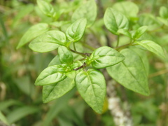 Salpichroa tristis