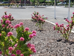 Bougainvillea × buttiana