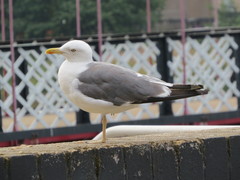 Larus fuscus