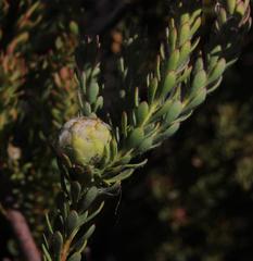 Leucadendron levisanus