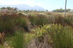 Leucadendron levisanus