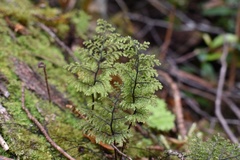 Hymenophyllum dentatum