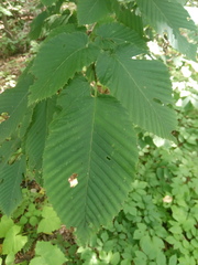 Carpinus cordata