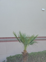 Arecaceae