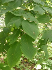 Carpinus cordata