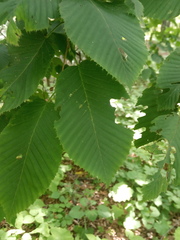Carpinus cordata