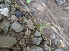 Arenaria leptoclados